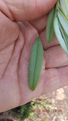 Ozoroa