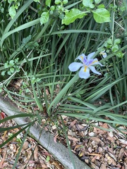 Dietes grandiflora