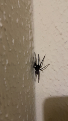 Segestria florentina