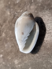 Marginella
