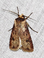 Agrotis denticulosa