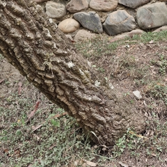 Anadenanthera colubrina