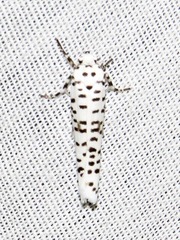 Yponomeuta strigillatus