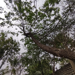 Anadenanthera colubrina