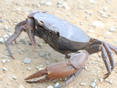 Pseudothelphusidae
