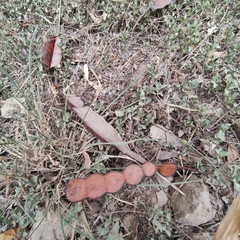 Anadenanthera colubrina