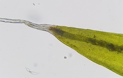 Grimmia pulvinata