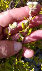 Phylica nervosa