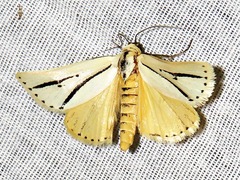 Grammarctia bilinea