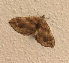 Pelurga comitata