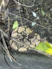 Deinagkistrodon acutus