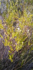 Phylica nervosa