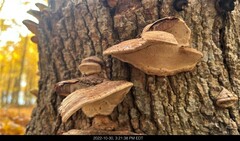 Hapalopilus rutilans