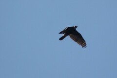 Accipiter melanoleucus