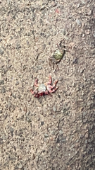 Grapsus adscensionis