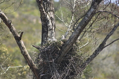 Accipiter melanoleucus