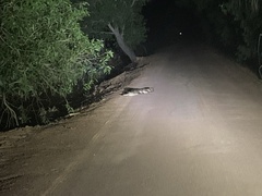 Crocodylus johnstoni