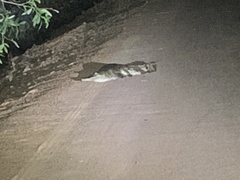 Crocodylus johnstoni