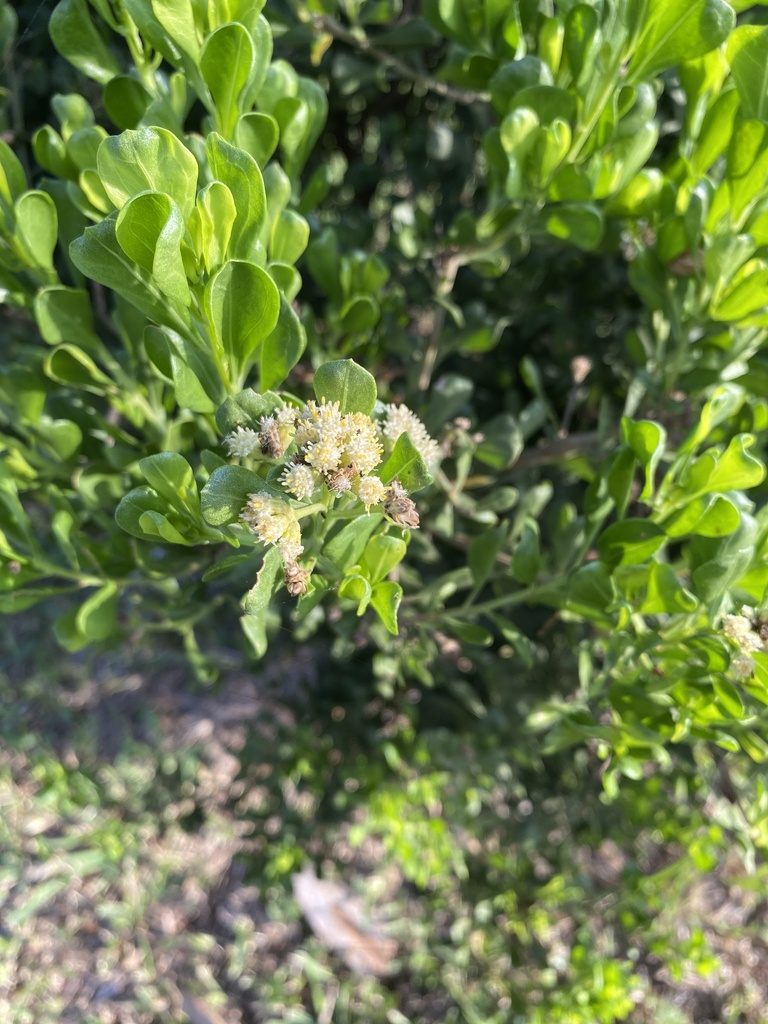 broombush-false-willow-from-nw-71st-ct-tamarac-fl-us-on-october-31
