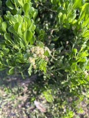 Baccharis dioica