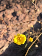 Croptilon divaricatum