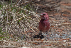 Carpodacus roseus