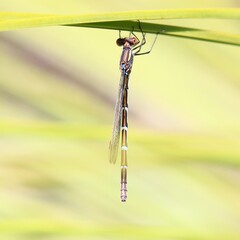 Austrolestes annulosus