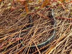 Thamnophis sirtalis concinnus