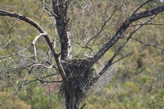 Accipiter melanoleucus
