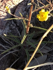 Croptilon divaricatum