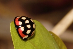 Cheilomenes sulphurea