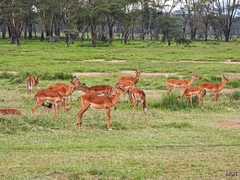 Aepyceros melampus melampus