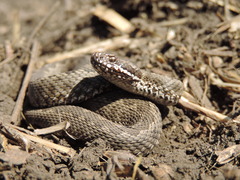 Vipera renardi