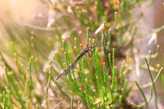 Austrolestes annulosus