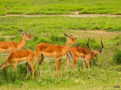 Aepyceros melampus melampus