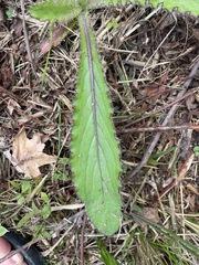 Cirsium horridulum