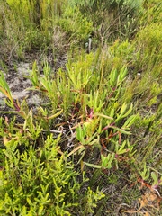 Carpobrotus deliciosus