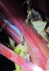 Arachnura