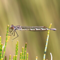Austrolestes annulosus