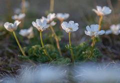 Callianthemum sajanense