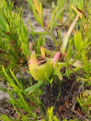 Carpobrotus deliciosus