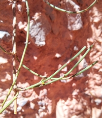 Ephedra chilensis