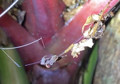 Arachnura