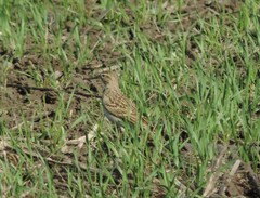 Calandrella brachydactyla