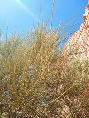 Ephedra chilensis