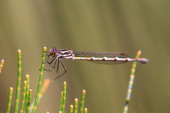 Austrolestes annulosus