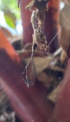 Arachnura