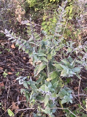 Lithospermum bejariense