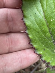 Cirsium horridulum