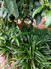 Chlorophytum bowkeri